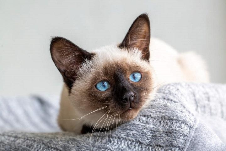 Read more about the article Siamese Kitten Price: What to Expect and Factors That Influence Cost