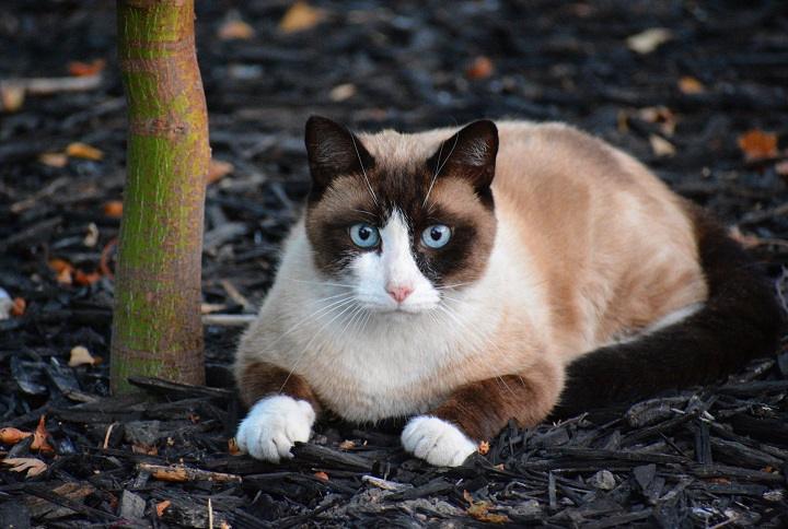 You are currently viewing Snowshoe Siamese Mix: The Perfect Blend of Beauty and Personality
