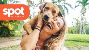 Read more about the article Spot Pet Insurance: A Comprehensive Guide