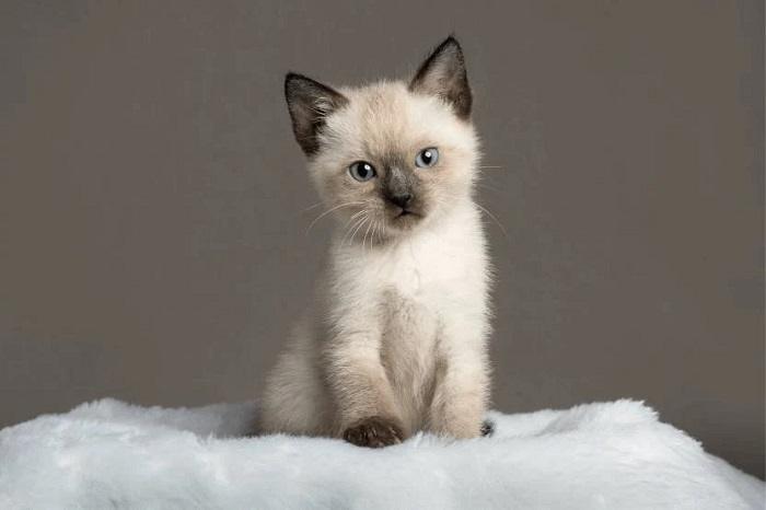 Temperament and Behavior of the Fluffy Siamese Cat