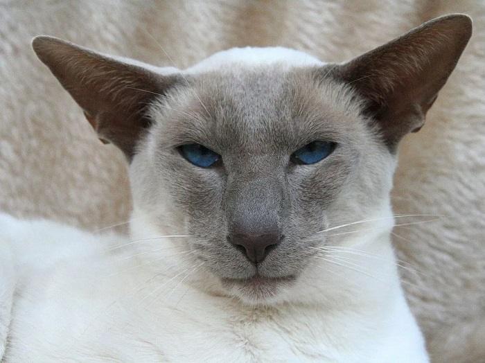 The History and Origins of the Blue Siamese Cat