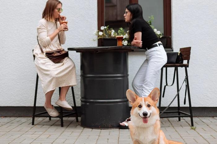 Tips for Dining Out with Your Pet