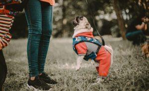 Read more about the article Top 10 Dog-Friendly Clothes for Traveling in Comfort