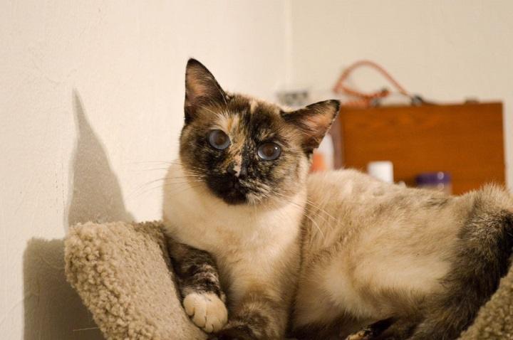 Read more about the article Tortie Point Siamese: The Unique and Colorful Feline
