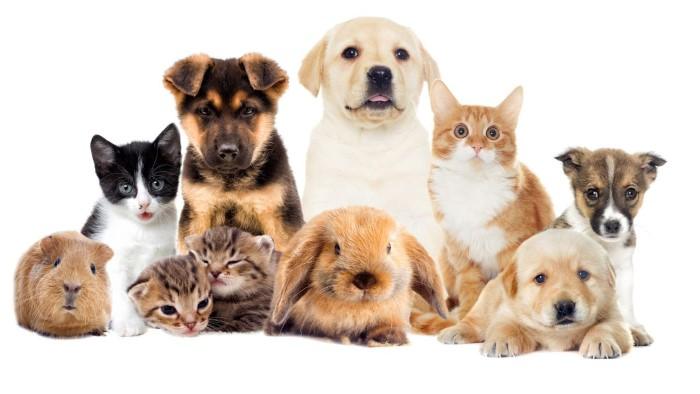 Understanding Pet Care and Responsibility Small