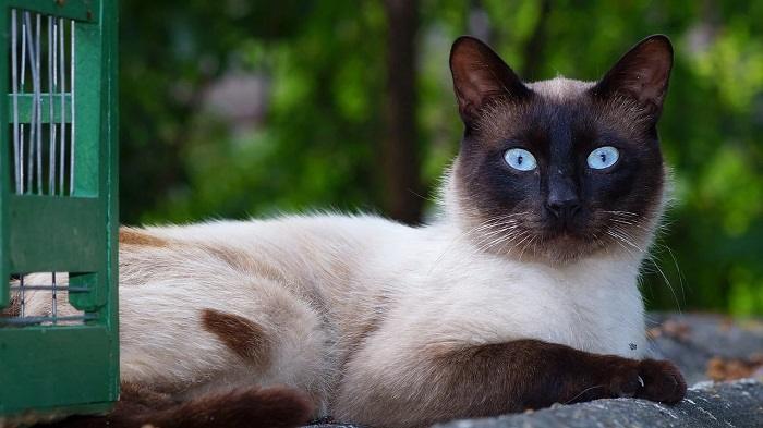 What to Look for in a Reputable Siamese Cat Breeder