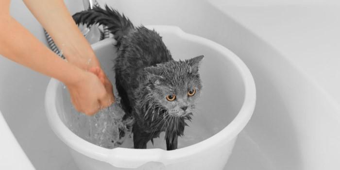 Why Water Temperature Matters When Bathing Cats Custom