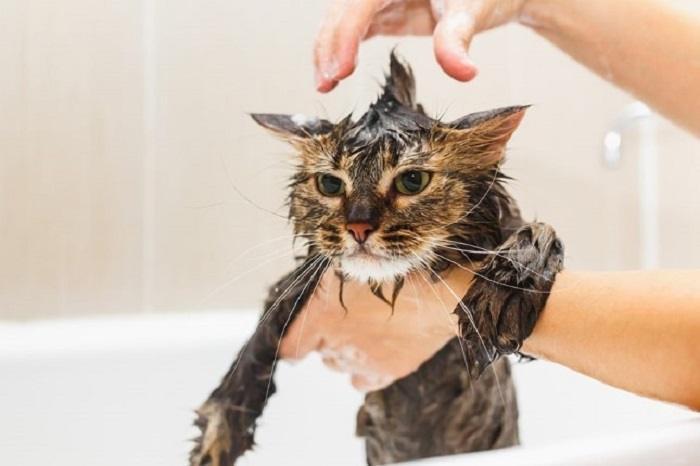 Why Water Temperature Matters When Bathing Cats