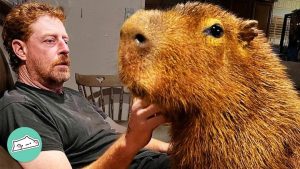 Read more about the article Capybara Pet: The Ultimate Guide to Owning the World’s Largest Rodent