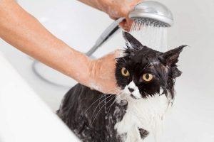 Read more about the article The Perfect Cat Bath Temperature: A Comprehensive Guide to Bathing Your Feline Friend