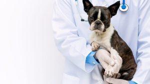 Read more about the article Costco Pet Insurance: Comprehensive Coverage for Your Furry Friends