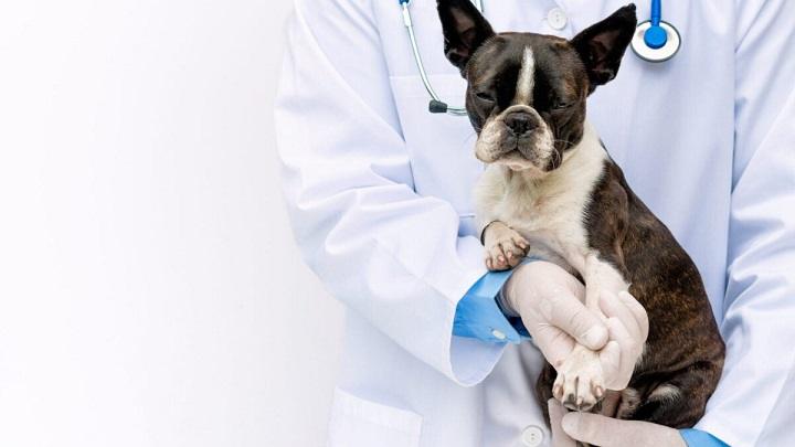 You are currently viewing Costco Pet Insurance: Comprehensive Coverage for Your Furry Friends