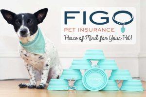 Read more about the article Figo Pet Insurance: Comprehensive Coverage for Your Furry Friends