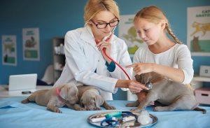 Read more about the article Pet Emergency Care Guide: Essential Tips for Every Owner