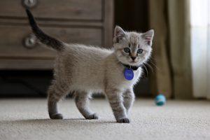 Read more about the article Newborn Lynx Point Siamese Kittens: A Comprehensive Guide to Their Care and Development