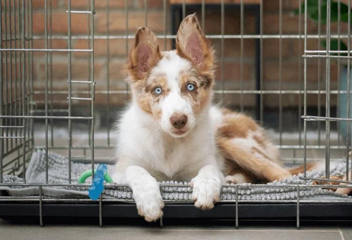 Read more about the article Pet Boarding Near Me: Finding the Perfect Stay for Your Furry Friends