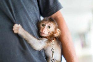 Read more about the article Pet Monkey: A Comprehensive Guide to Owning and Caring for Your Primate Companion