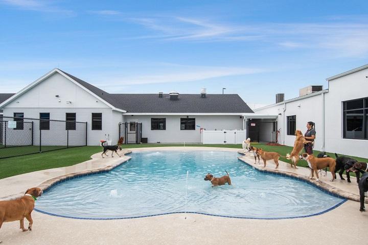 You are currently viewing Pet Paradise: Creating the Ultimate Haven for Your Furry Friends