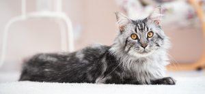 Read more about the article Adopt a Maine Coon: A Complete Guide to Bringing Home a Majestic Companion