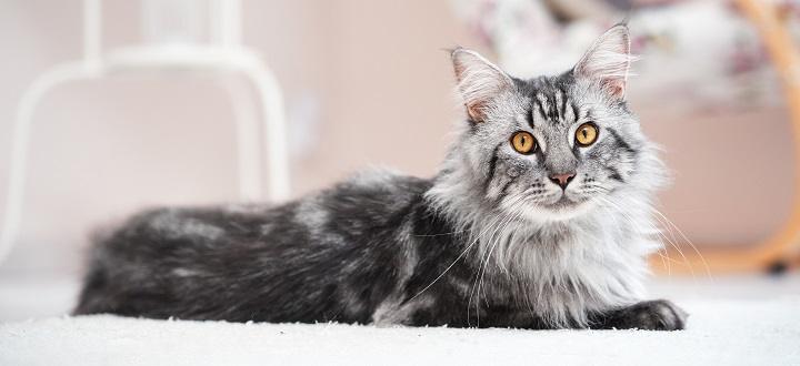 You are currently viewing Adopt a Maine Coon: A Complete Guide to Bringing Home a Majestic Companion
