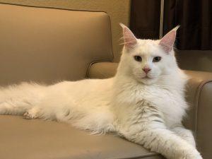 Read more about the article All White Maine Coon: The Majestic and Rare Gentle Giant