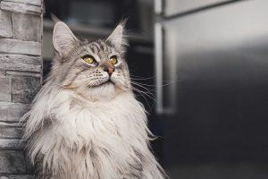 Read more about the article Are Maine Coons Hypoallergenic? Everything You Need to Know