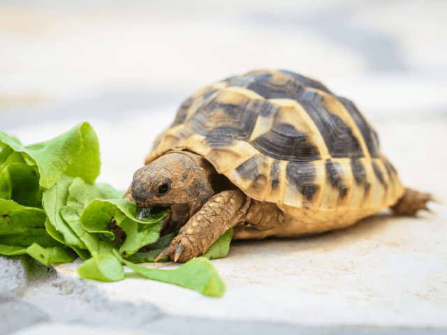 Choosing the Right Turtle Species for Your Home Small