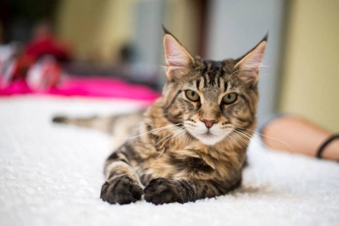 Common Health Issues in Maine Coon Tabby Mixes Small