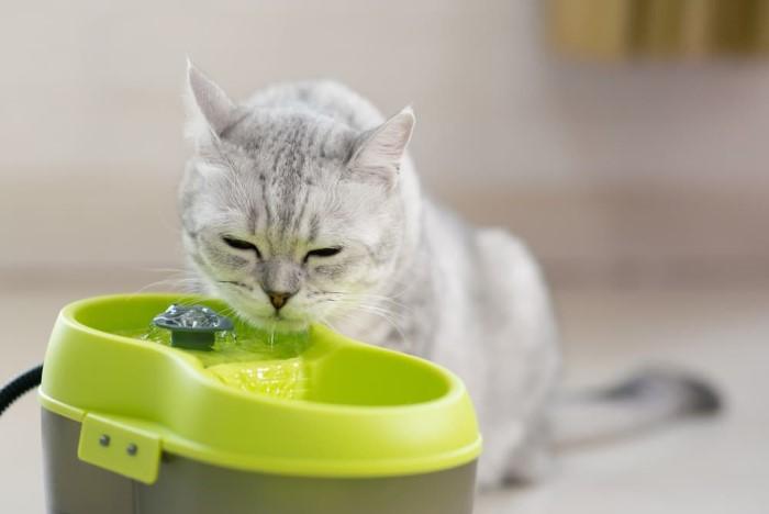 Common Mistakes to Avoid When Using a Pet Water Fountain Small