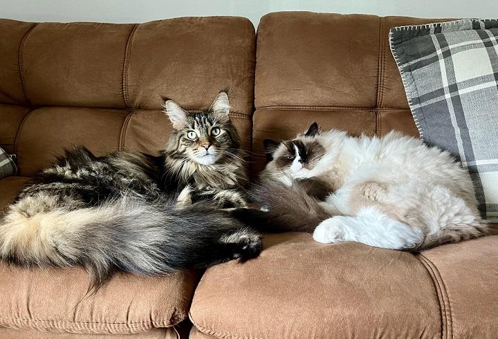 You are currently viewing Do Maine Coons Get Along with Other Cats? A Comprehensive Guide to Feline Socialization
