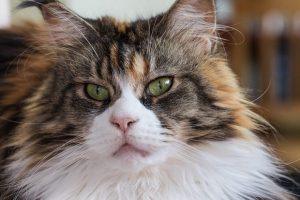 Read more about the article Female Maine Coon: A Guide to Understanding, Caring for, and Appreciating the Majestic Female Maine Coon Cat