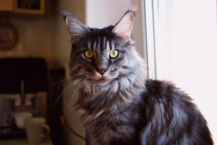 Health Considerations for Female Maine Coons e1725943119923