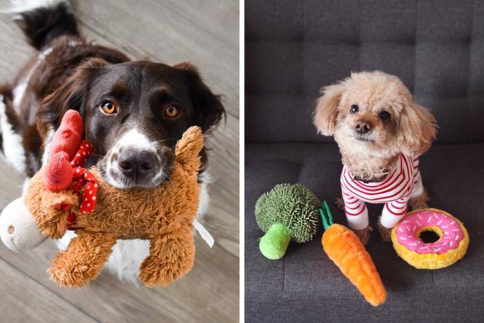 How to Enhance Your Pets Sensory Experience Small