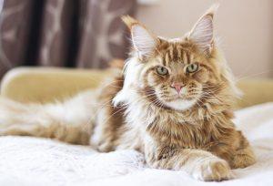 Read more about the article How to Get a Maine Coon Cat: A Comprehensive Guide