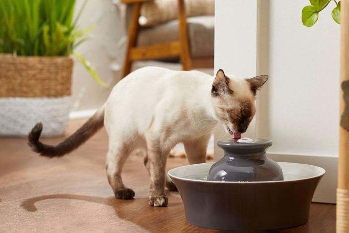 How to Maintain Your Pet Water Fountain Small