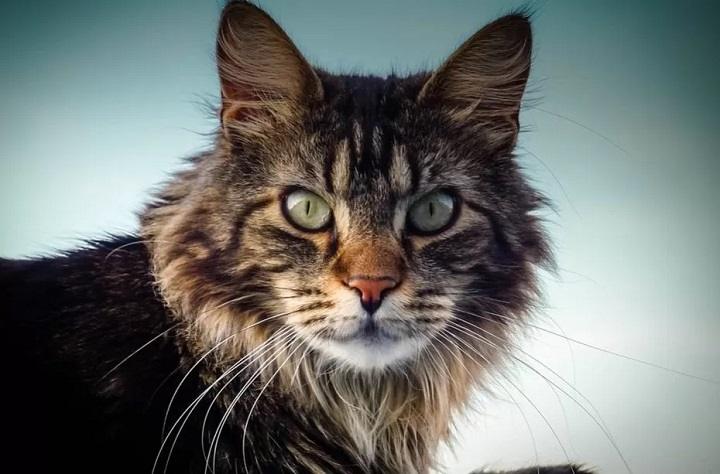 You are currently viewing Maine Coon Behavior Problems: Understanding and Managing Your Cat’s Unique Traitstrt