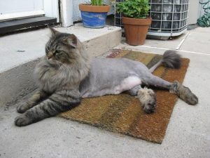 Read more about the article Maine Coon Lion Cut: A Complete Guide to This Popular Grooming Style