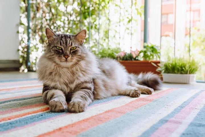 You are currently viewing Maine Coon Mix: Everything You Need to Know