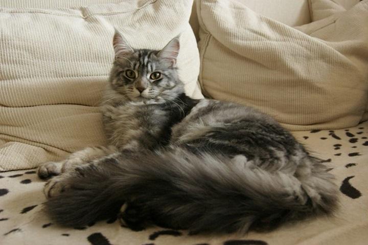You are currently viewing Maine Coon Mixed with Tabby: A Unique Blend of Charm and Cattitude