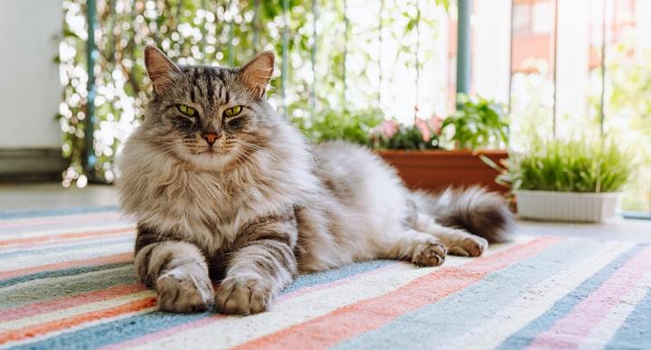 You are currently viewing Maine Coon Personality: A Complete Guide to the “Gentle Giant” of the Cat World