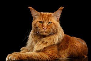 Read more about the article Maine Coon Rescue: A Comprehensive Guide to Adopting and Saving These Gentle Giants