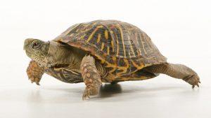Read more about the article Pet Turtles: A Comprehensive Guide to Care and Companionship