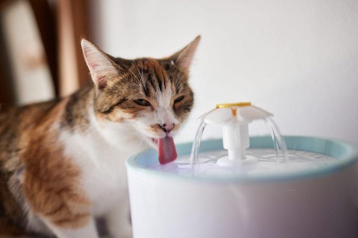 You are currently viewing The Ultimate Guide to Pet Water Fountains