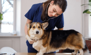 Read more about the article The Role of Veterinarians Across Different Animal Species