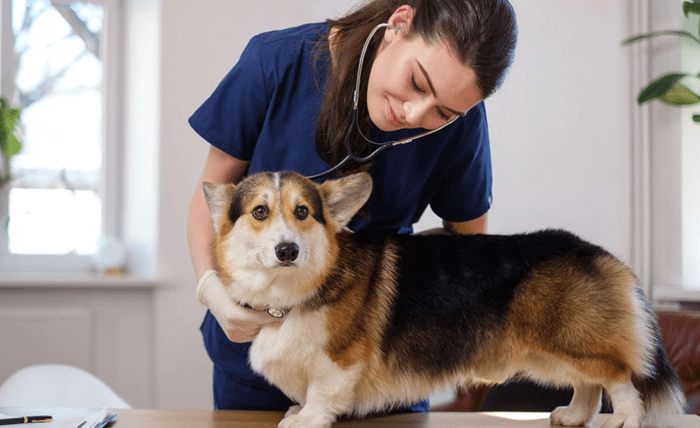 You are currently viewing The Role of Veterinarians Across Different Animal Species