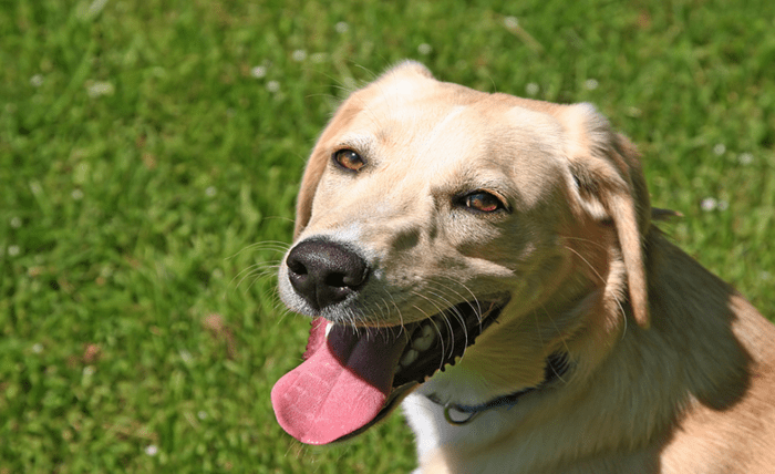 You are currently viewing Does Your Pet Have Heat Stroke? How Florida Pet Owners Can Tell!