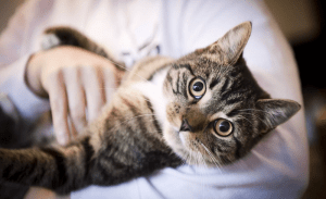 Read more about the article How to Choose the Perfect Pet for Your Lifestyle