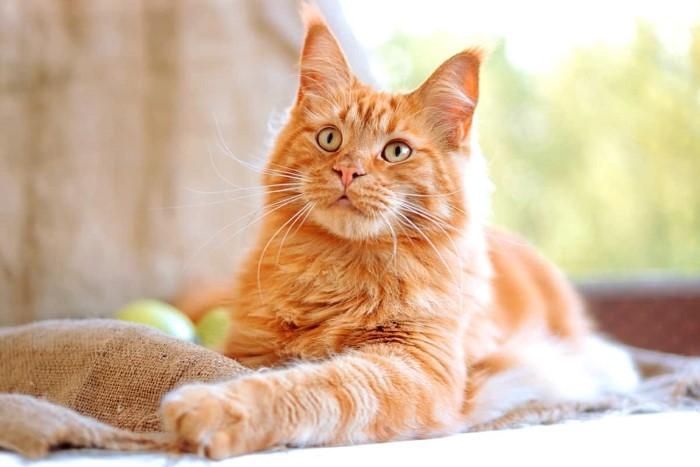 The Appeal of a Maine Coon Tabby Mix Small