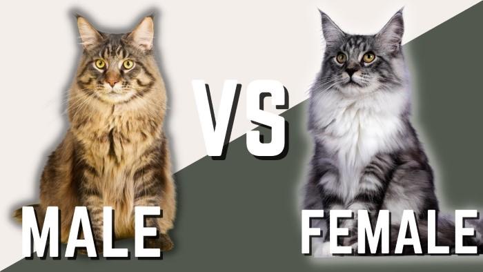 The Physical Characteristics of a Female Maine Coon Small