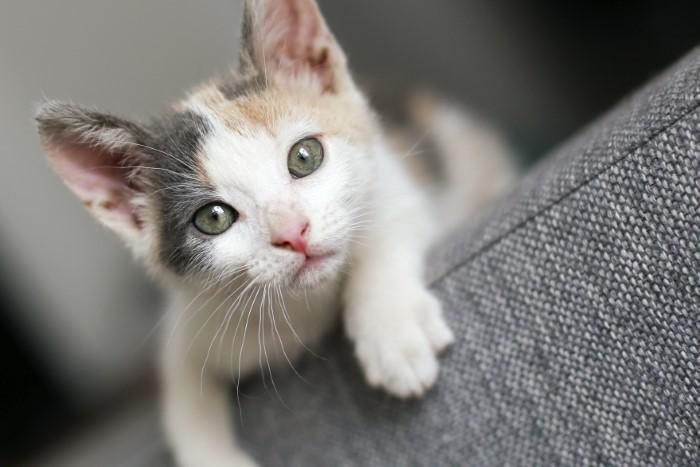 Unique Male Cat Names Inspired by Food and Drink Small